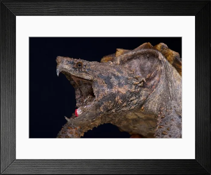 Framed Print : Alligator snapping turtle  /  Macrochelys temminckii