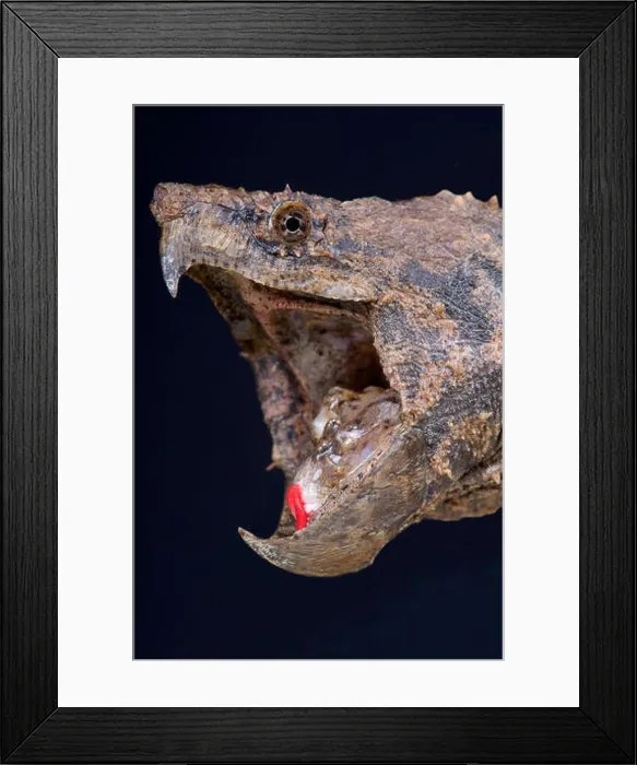 Framed Print : Alligator snapping turtle  /  Macrochelys temminckii