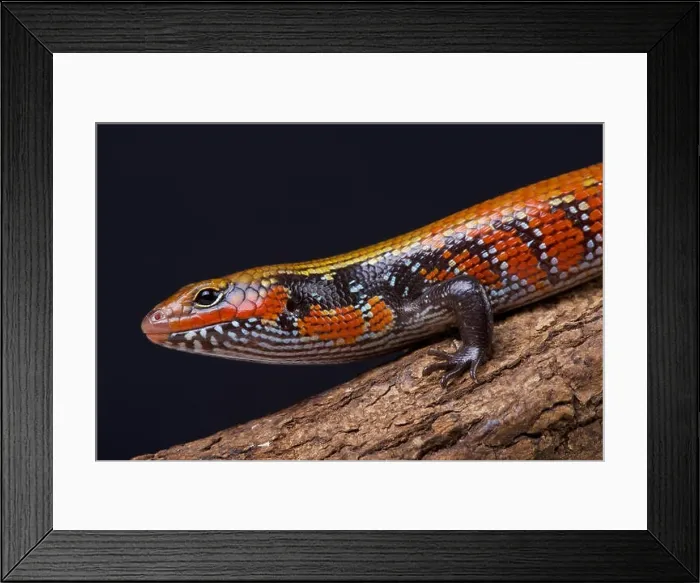 Framed Print : Fire skink  /  Lepidothyris fernandi