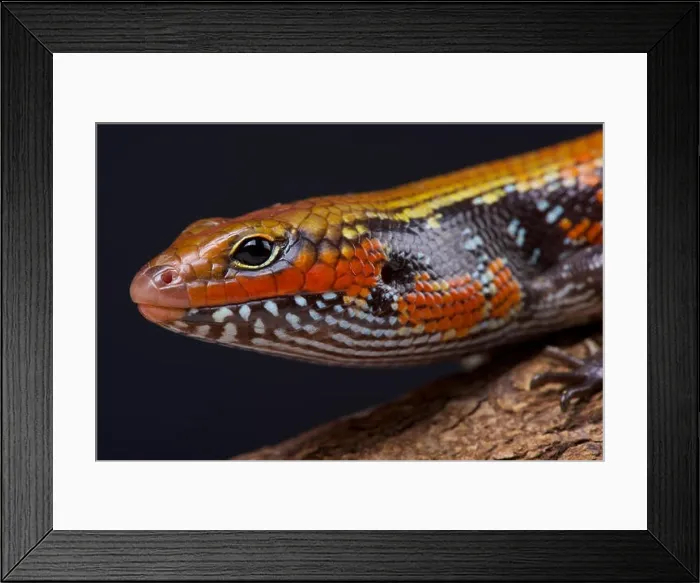 Framed Print : Fire skink / Lepidothyris fernandi Framed Print : Fire skink / Lepidothyris fernandi