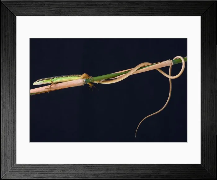 Framed Print : Grass lizard / Takydromus septentrionalis Framed Print : Grass lizard / Takydromus septentrionalis