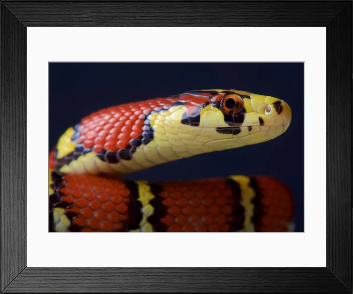 Framed Print : Chapa ratsnake / Archelaphe bella chapaensis Framed Print : Chapa ratsnake / Archelaphe bella chapaensis