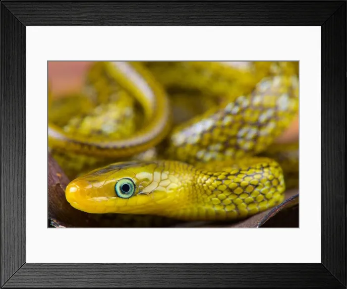 Framed Print : Himalayan trinket snake / Orthriophis hodgsoni Framed Print : Himalayan trinket snake / Orthriophis hodgsoni