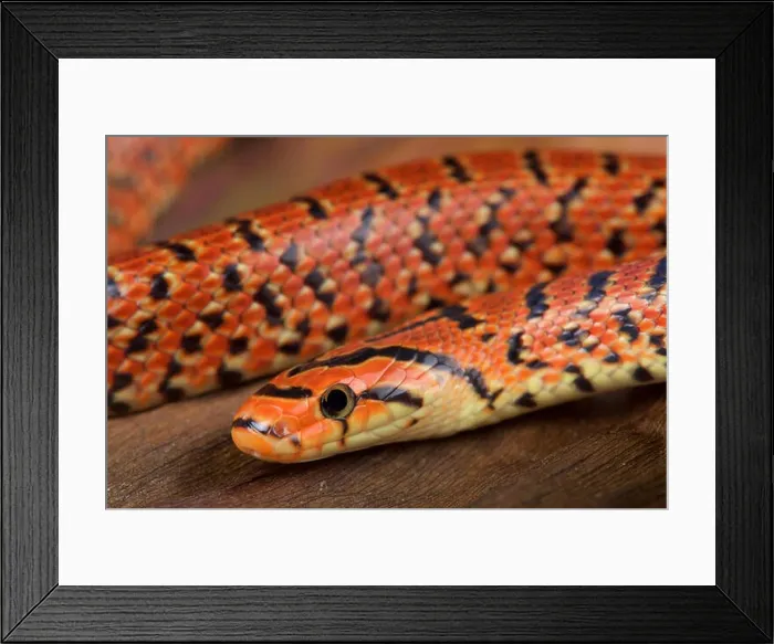 Framed Print : Japanese forest snake / Euprepiophis conspicollatus Framed Print : Japanese forest snake / Euprepiophis conspicollatus
