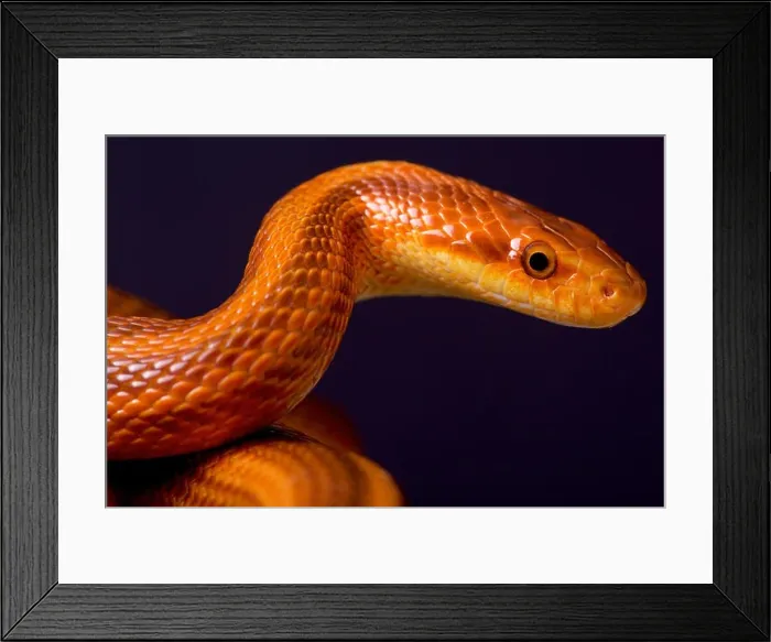 Framed Print : Dione's rat snake  /  Elaphe dione