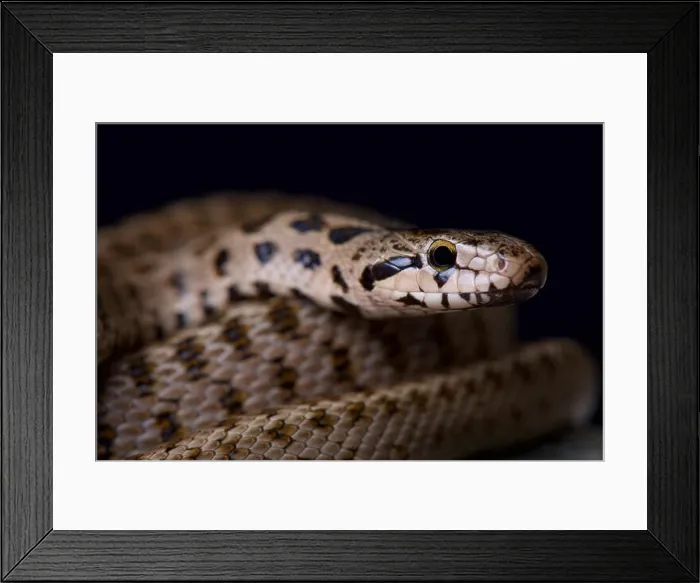 Framed Print : Transcaucasian ratsnake / Zamenis hohenackeri Framed Print : Transcaucasian ratsnake / Zamenis hohenackeri