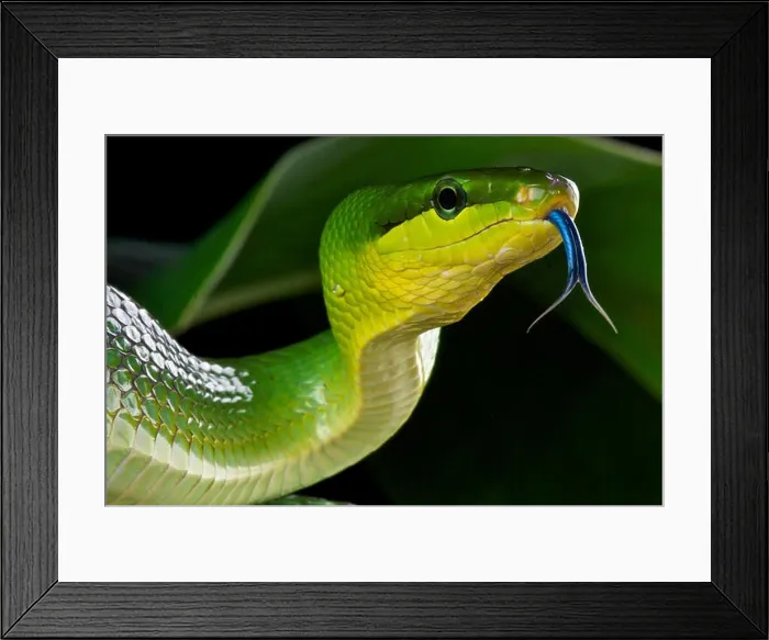 Framed Print : Red-tailed green ratsnake / Gonyosoma oxycephalum Framed Print : Red-tailed green ratsnake / Gonyosoma oxycephalum