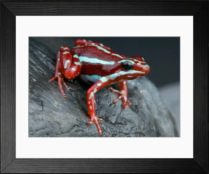 Framed Print : Striped dart frog / Epidobates anthonyi Framed Print : Striped dart frog / Epidobates anthonyi