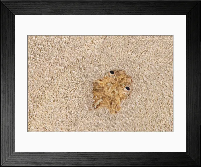 Framed Print : Peringuey's dwarf adder / Bitis peringueyii Framed Print : Peringuey's dwarf adder / Bitis peringueyii