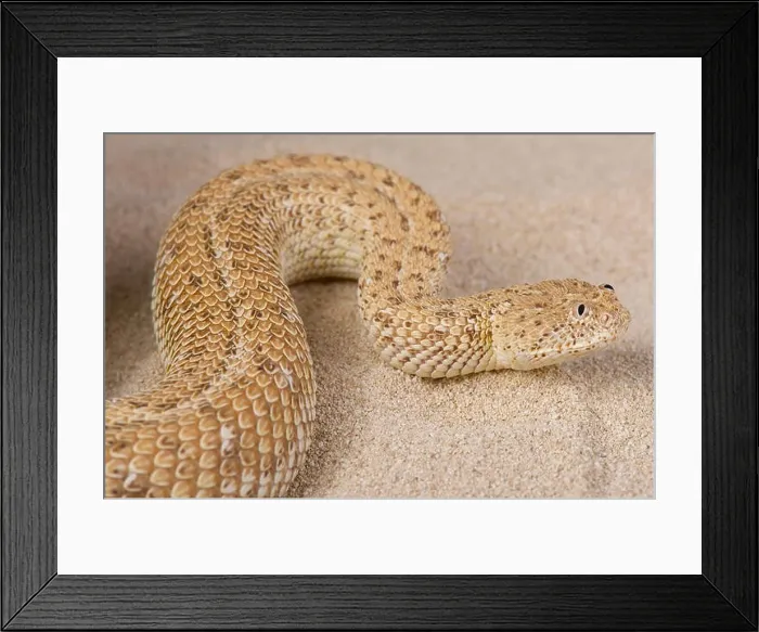Framed Print : Dwarf adder / Bitis peringueyii Framed Print : Dwarf adder / Bitis peringueyii