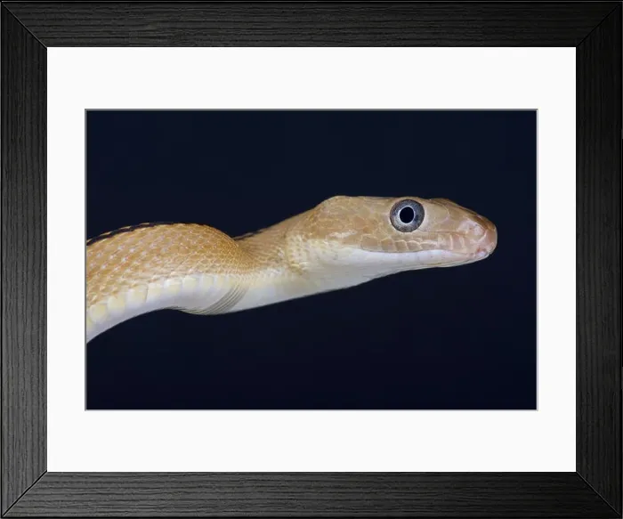 Framed Print : Trans-Pecos rat snake / Bogertophis subocularis Framed Print : Trans-Pecos rat snake / Bogertophis subocularis