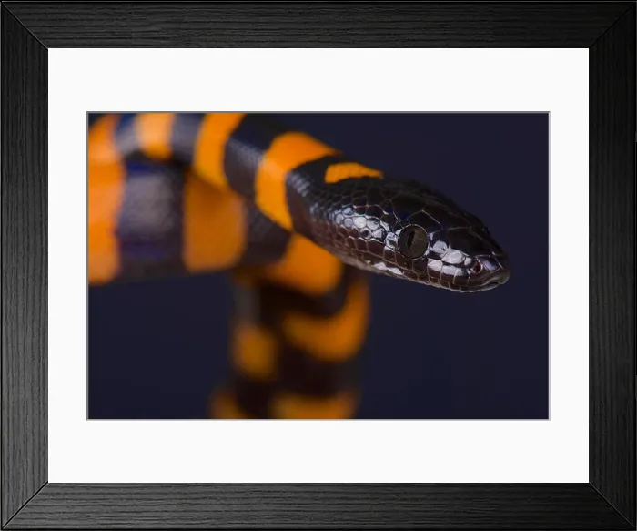 Framed Print : Bismarck ringed python / Bothrochilus boa Framed Print : Bismarck ringed python / Bothrochilus boa