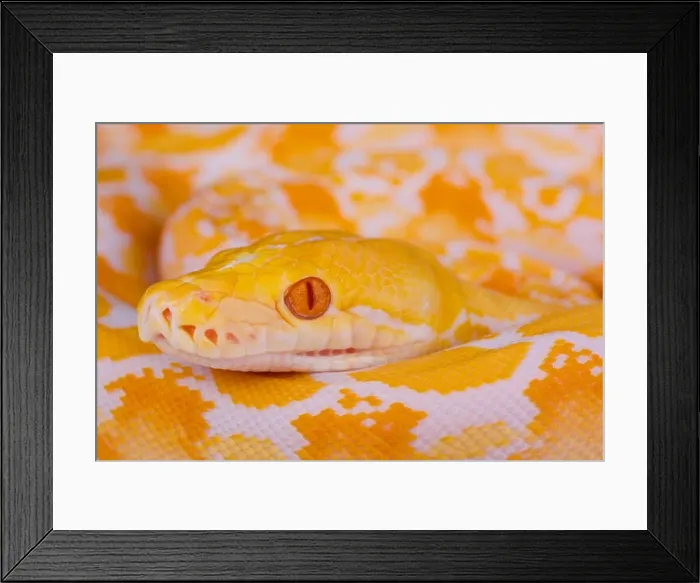 Framed Print : Albino reticulated python / Python reticulates Framed Print : Albino reticulated python / Python reticulates