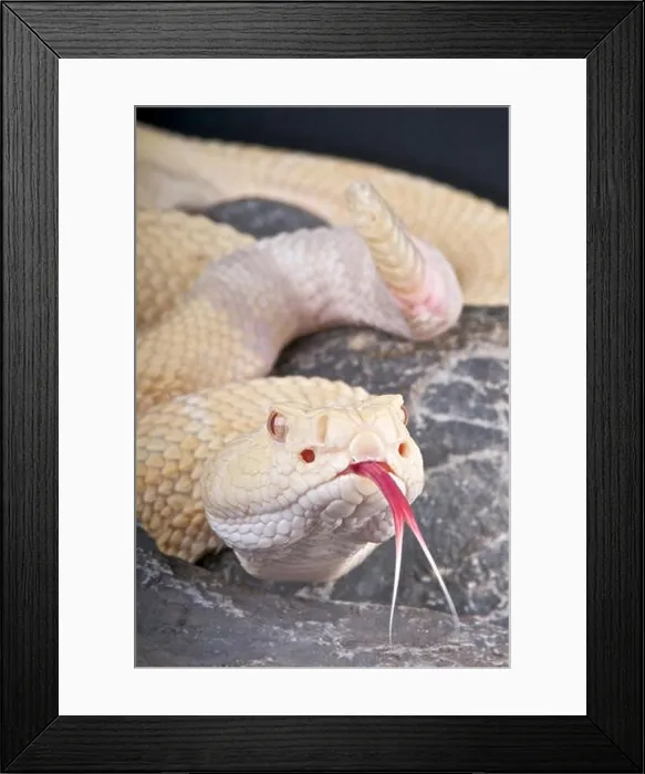 Framed Print : Diamondback rattlesnake albino / Crotalus atrox Framed Print : Diamondback rattlesnake albino / Crotalus atrox