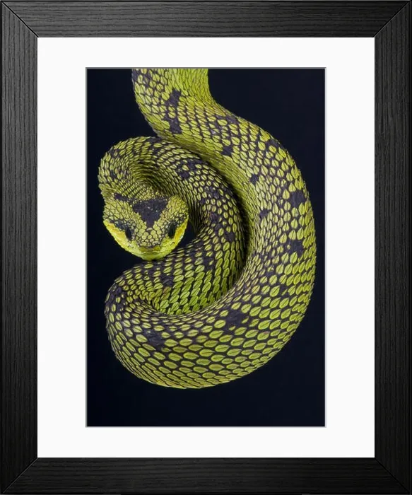 Framed Print : Great Lakes bush viper (Atheris nitschei) Framed Print : Great Lakes bush viper (Atheris nitschei)