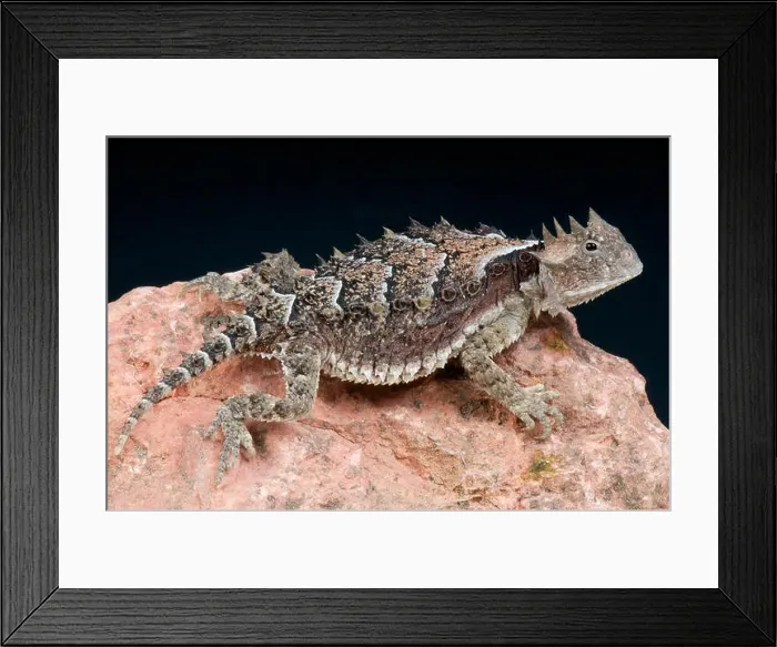 Framed Print : Giant horned lizard / Phrynosoma asio Framed Print : Giant horned lizard / Phrynosoma asio