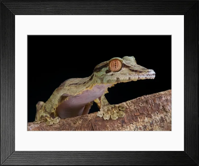 Framed Print : Leaf-tailed gecko / Uroplatus fimbriatus Framed Print : Leaf-tailed gecko / Uroplatus fimbriatus