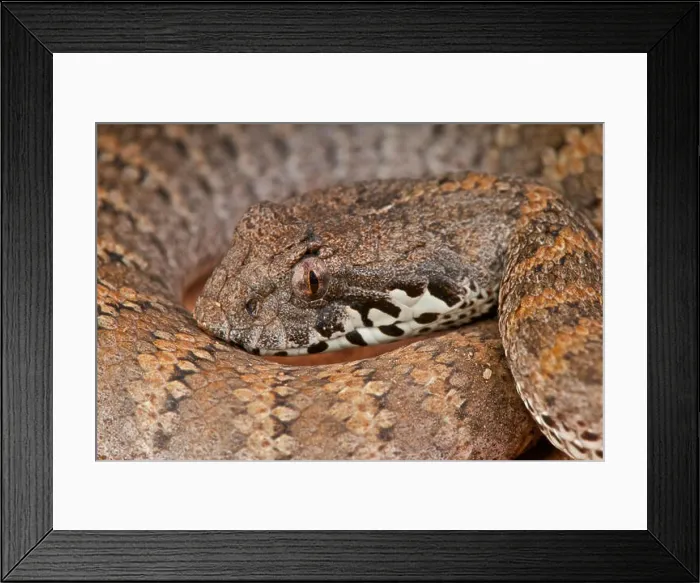 Framed Print : Death adder / acanthophis antarticus Framed Print : Death adder / acanthophis antarticus