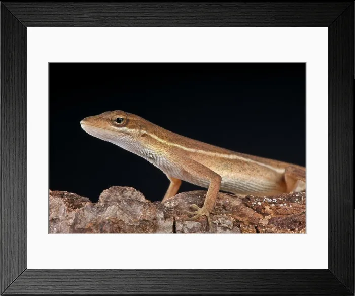 Framed Print : Twig anole / Anolis auratis Framed Print : Twig anole / Anolis auratis