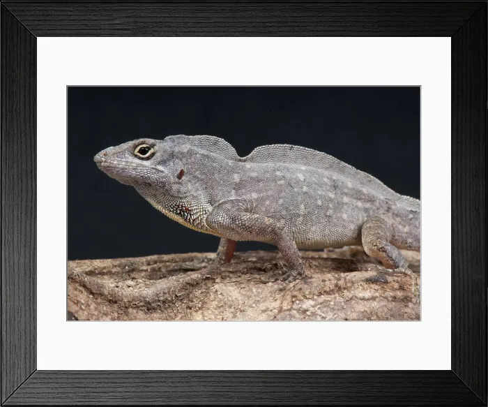 Framed Print : Brown anole / Anolis sagrei Framed Print : Brown anole / Anolis sagrei