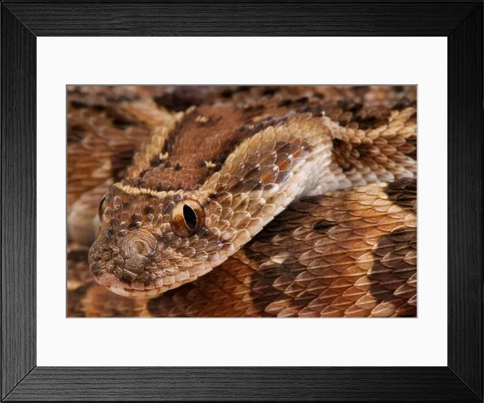 Framed Print : Puffadder / Bitis arietans Framed Print : Puffadder / Bitis arietans