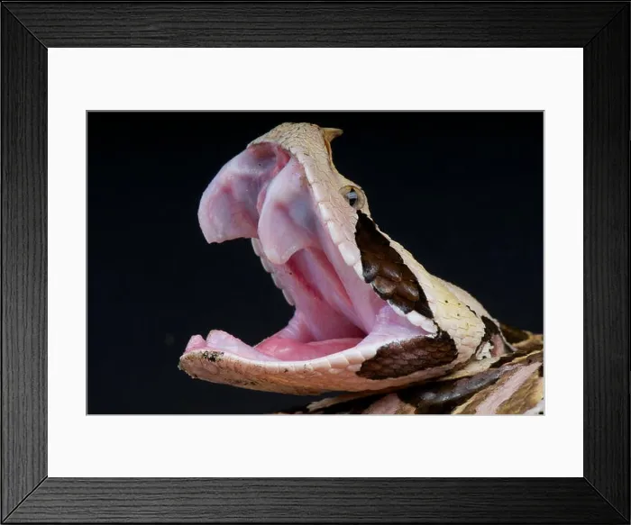 Framed Print : Gaboon viper / Bitis gabonica rhinoceros Framed Print : Gaboon viper / Bitis gabonica rhinoceros