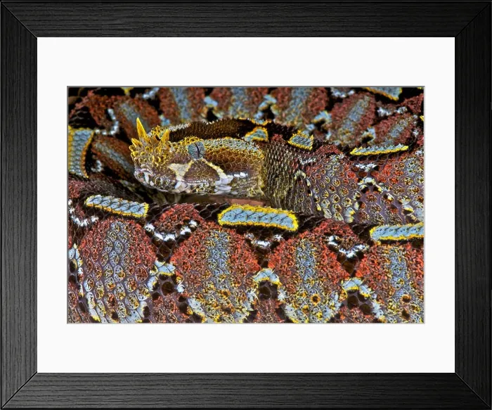 Framed Print : River Jack / Bitis nasicornis Framed Print : River Jack / Bitis nasicornis