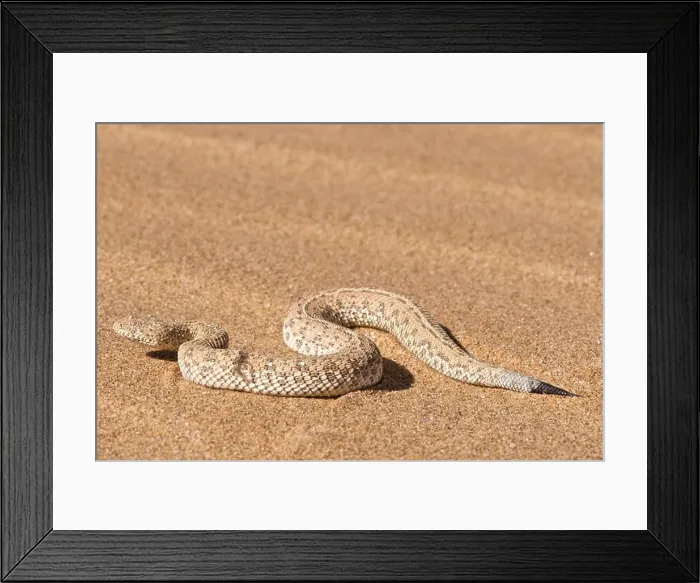 Framed Print : Peringuey's desert adder / Bitis peringueyi Framed Print : Peringuey's desert adder / Bitis peringueyi