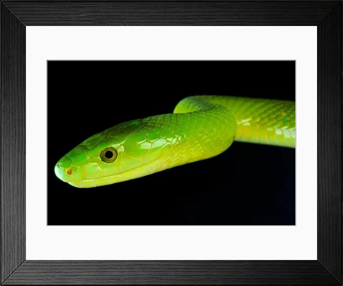 Framed Print : Green mamba / Dendroaspis angusticeps Framed Print : Green mamba / Dendroaspis angusticeps