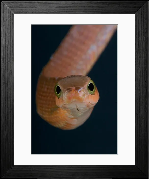 Framed Print : Boomslang / Dispholidus typus Framed Print : Boomslang / Dispholidus typus