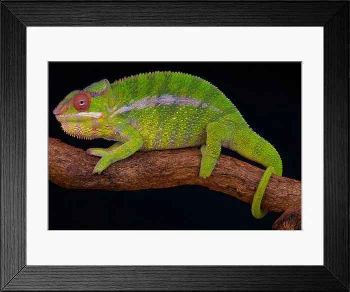 Framed Print : Panther chameleon / Furcifer pardalis Framed Print : Panther chameleon / Furcifer pardalis