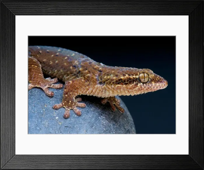 Framed Print : Fishscaled gecko / Geckolepis maculata Framed Print : Fishscaled gecko / Geckolepis maculata