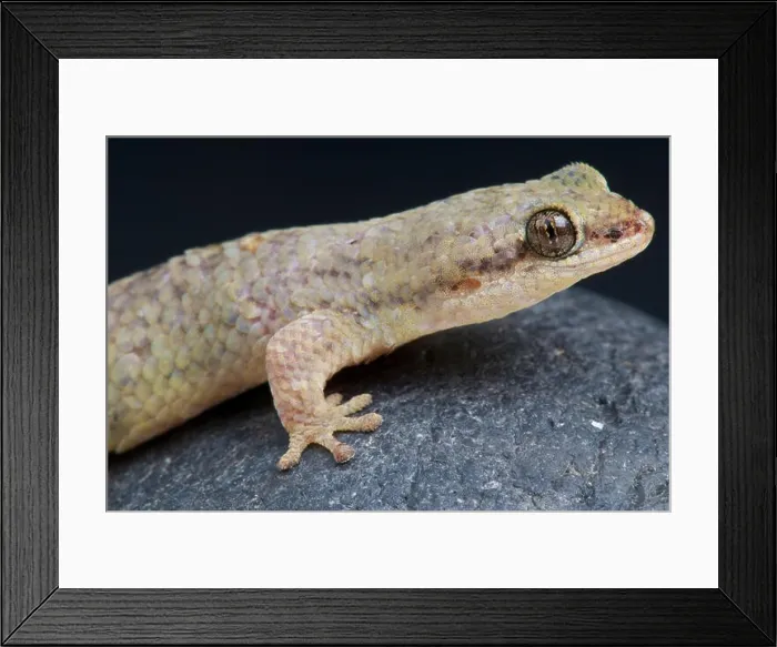 Framed Print : Fishscale gecko (Geckolepis petiti) Framed Print : Fishscale gecko (Geckolepis petiti)