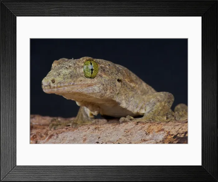 Framed Print : Giant pacific gecko (Gehyra vorax) Framed Print : Giant pacific gecko (Gehyra vorax)