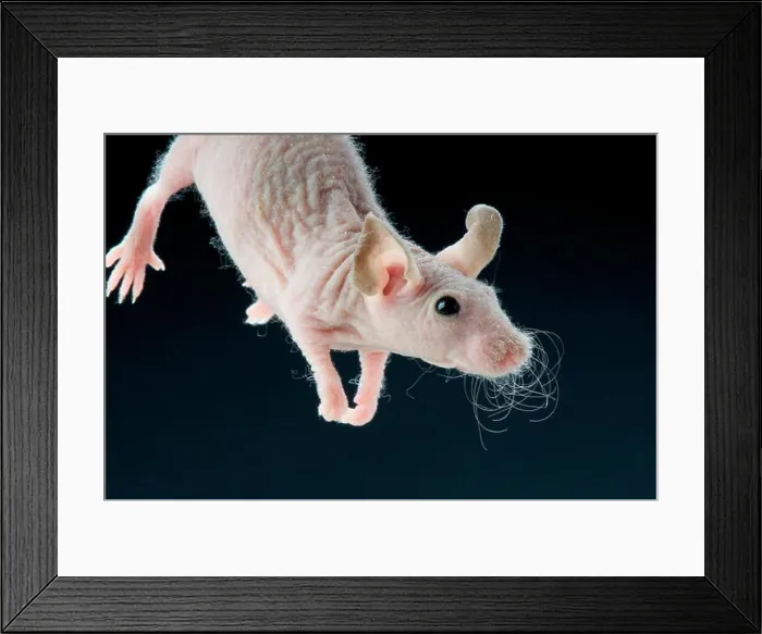 Framed Print : Hairless mouse Framed Print : Hairless mouse