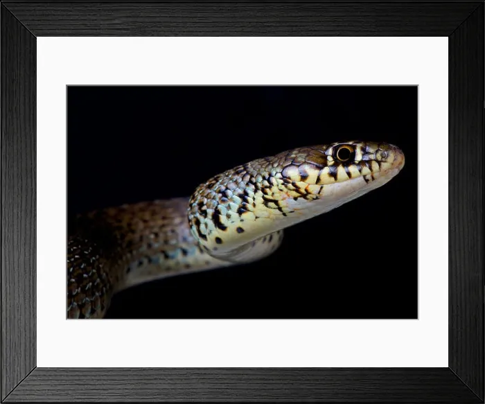 Framed Print : Balkan whip snake / Hierophis gemonensis Framed Print : Balkan whip snake / Hierophis gemonensis