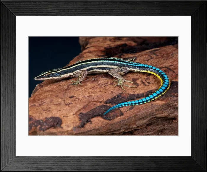 Framed Print : Blue tailed tree lizard  /  Holaspis guentheri
