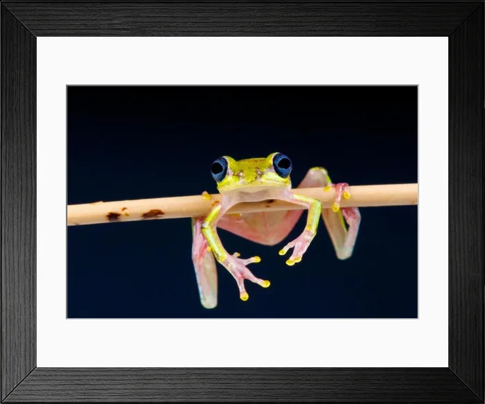 Framed Print : Lime reed frog / Hyperolius fusciventris Framed Print : Lime reed frog / Hyperolius fusciventris