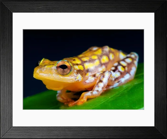 Framed Print : Reed frog (Hyperolius substraitus) Framed Print : Reed frog (Hyperolius substraitus)