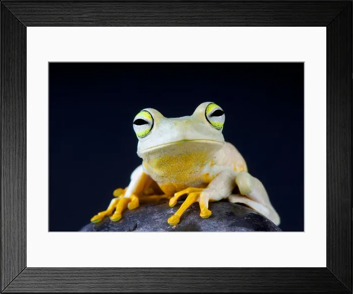 Framed Print : Emerald eyed tree frog / Hypsiboas crepitans Framed Print : Emerald eyed tree frog / Hypsiboas crepitans