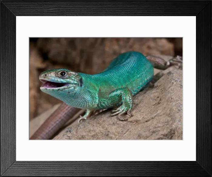 Framed Print : Western green lizard / Lacerta bilineata Framed Print : Western green lizard / Lacerta bilineata
