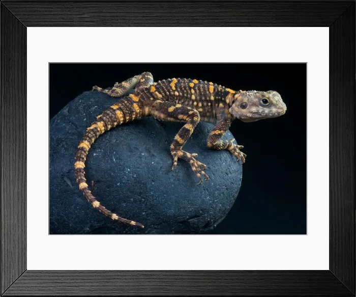 Framed Print : Hardun / Laudakia stellio Framed Print : Hardun / Laudakia stellio
