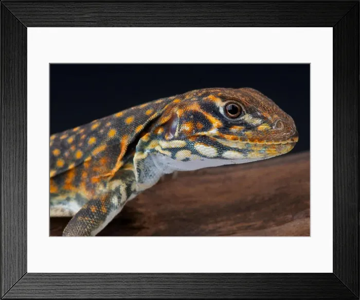Framed Print : Butterfly lizard / Leiolepis reevesi Framed Print : Butterfly lizard / Leiolepis reevesi