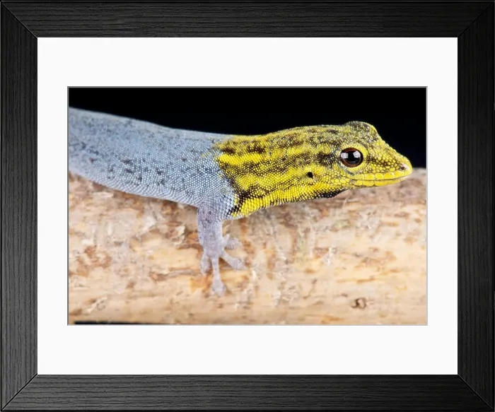 Framed Print : Yellow-headed dwarf gecko / Lygodactylus luteopicturatus Framed Print : Yellow-headed dwarf gecko / Lygodactylus luteopicturatus