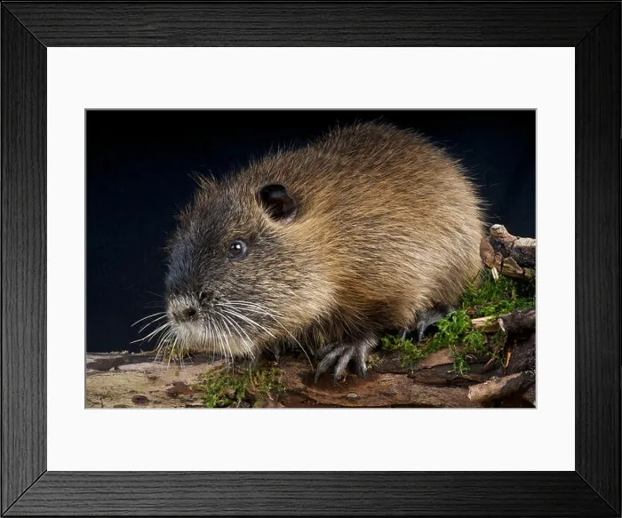 Framed Print : Nutria / Myocaster coypus Framed Print : Nutria / Myocaster coypus