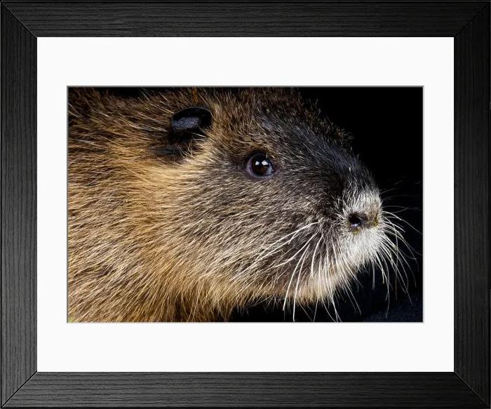 Framed Print : Nutria / Myocaster coypus Framed Print : Nutria / Myocaster coypus