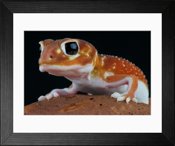 Framed Print : Knobtail gecko / Nephrurus levis Framed Print : Knobtail gecko / Nephrurus levis