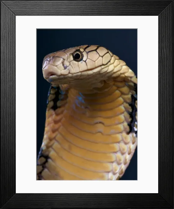 Framed Print : King cobra / Ophiophagus hannah Framed Print : King cobra / Ophiophagus hannah