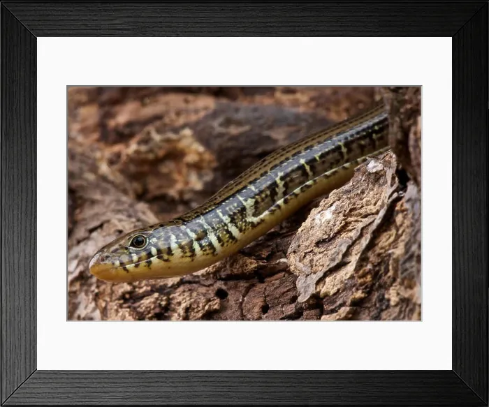 Framed Print : Eastern glass lizard (Ophisaurus ventralis) Framed Print : Eastern glass lizard (Ophisaurus ventralis)