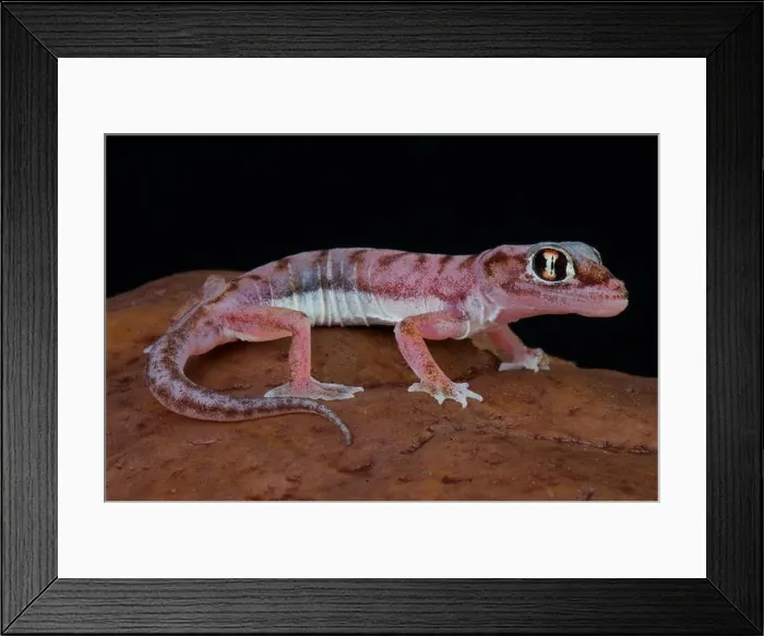 Framed Print : Web-footed gecko / Pachydactylus rangei Framed Print : Web-footed gecko / Pachydactylus rangei